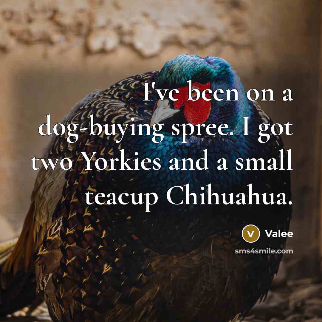 “I've been on a dog-buying spree. I got two Yorkies and a small teacup Chihuahua.” quote by Valee