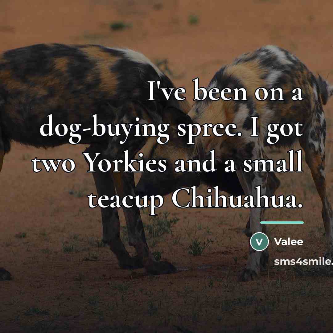 “I've been on a dog-buying spree. I got two Yorkies…” quote by Valee