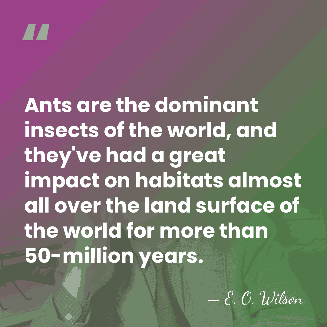 Ants are the dominant insects of the world, and they've had a&hellip; - E. O. Wilson