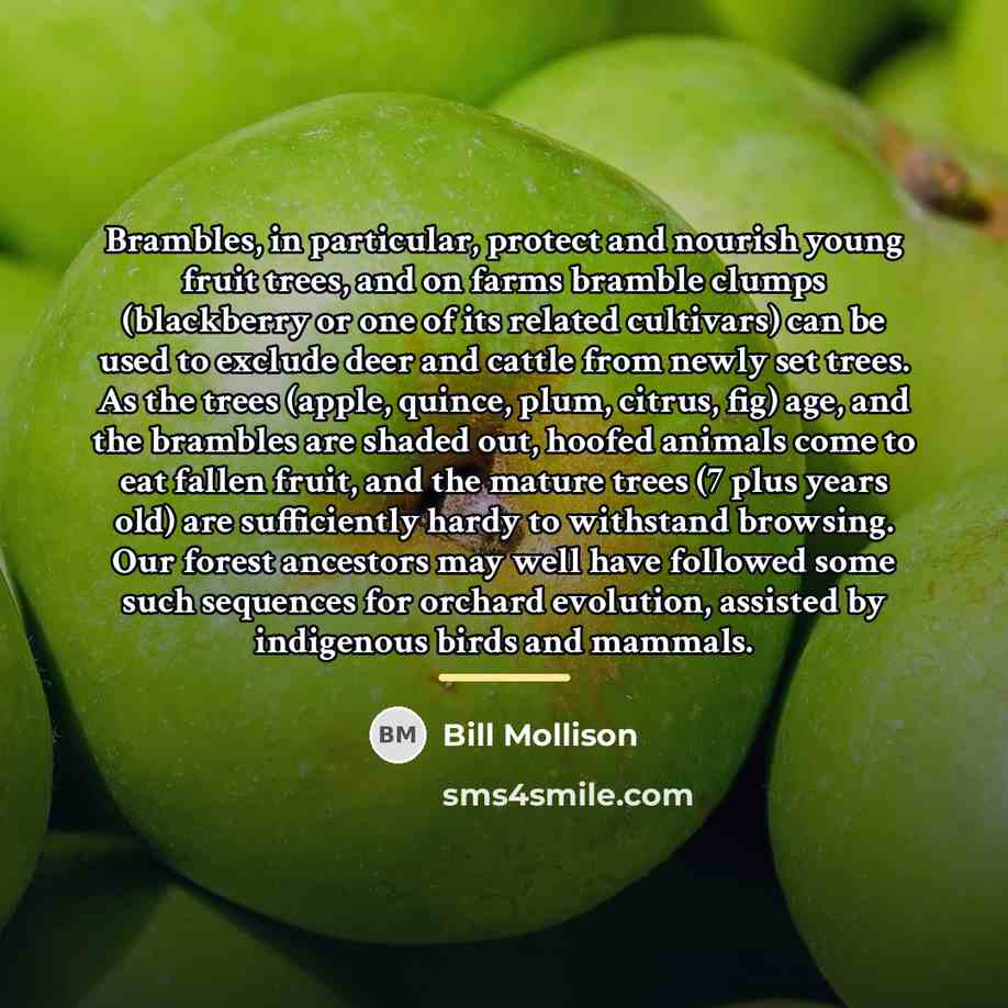 “Brambles, in particular, protect and nourish young fruit trees, and…” quote by Bill Mollison