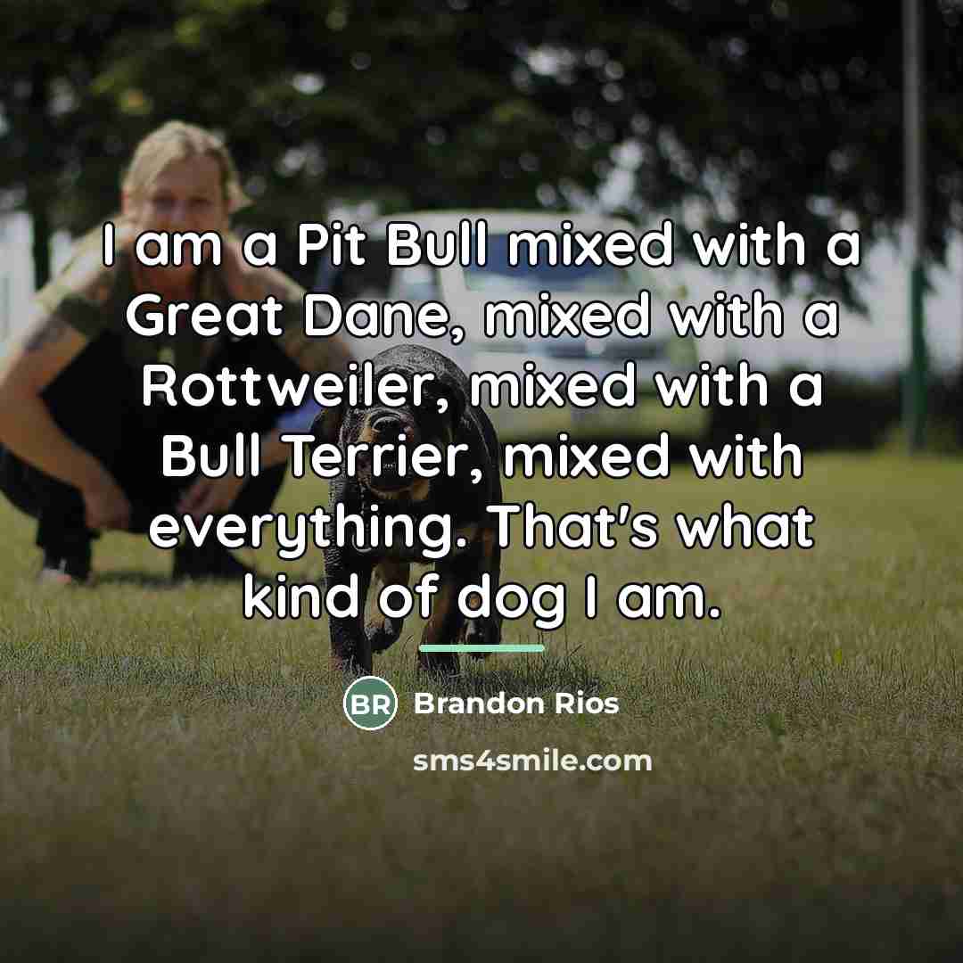 “I am a Pit Bull mixed with a Great Dane,…” quote by Brandon Rios