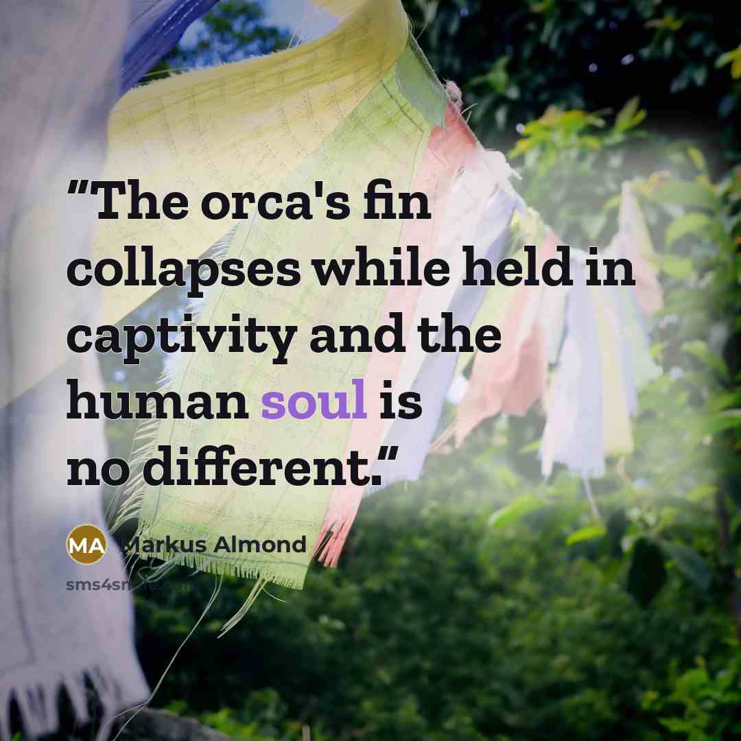 “The orca's fin collapses while held in captivity and the human soul is no different.” quote by Markus Almond