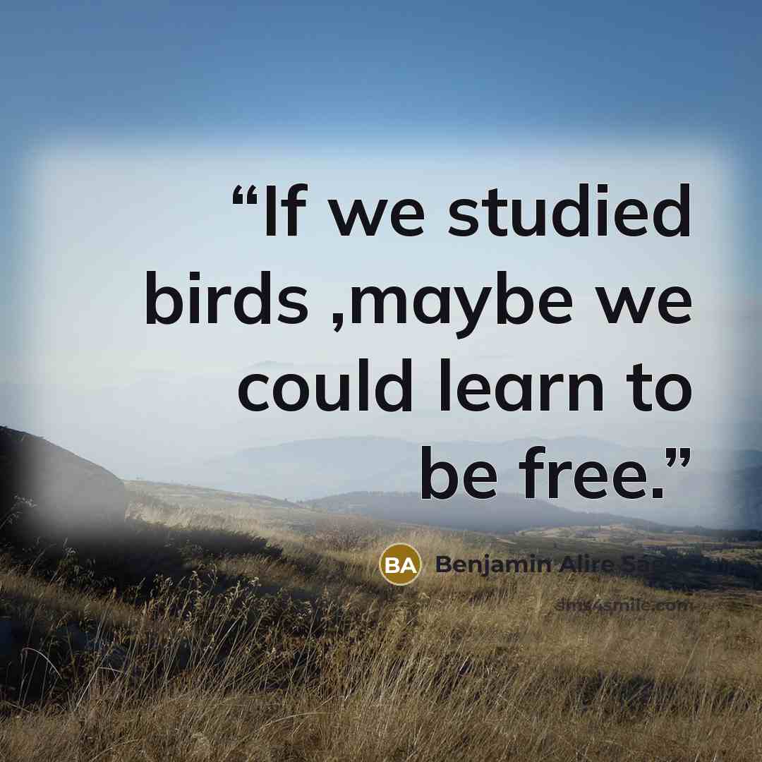 “If we studied birds ,maybe we could learn to be free.” quote by Benjamin Alire Sáenz