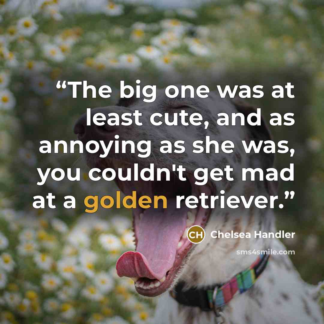 “The big one was at least cute, and as annoying as she was, you couldn't get mad at a golden retriever.” quote by Chelsea Handler