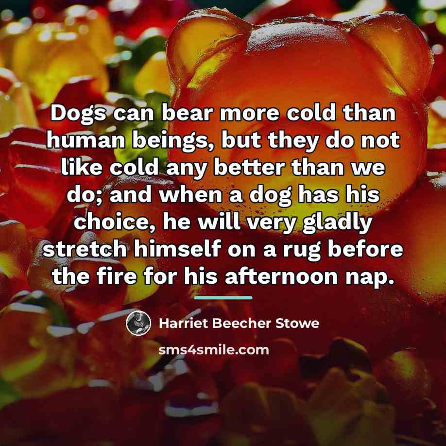 “Dogs can bear more cold than human beings, but they…” quote by Harriet Beecher Stowe