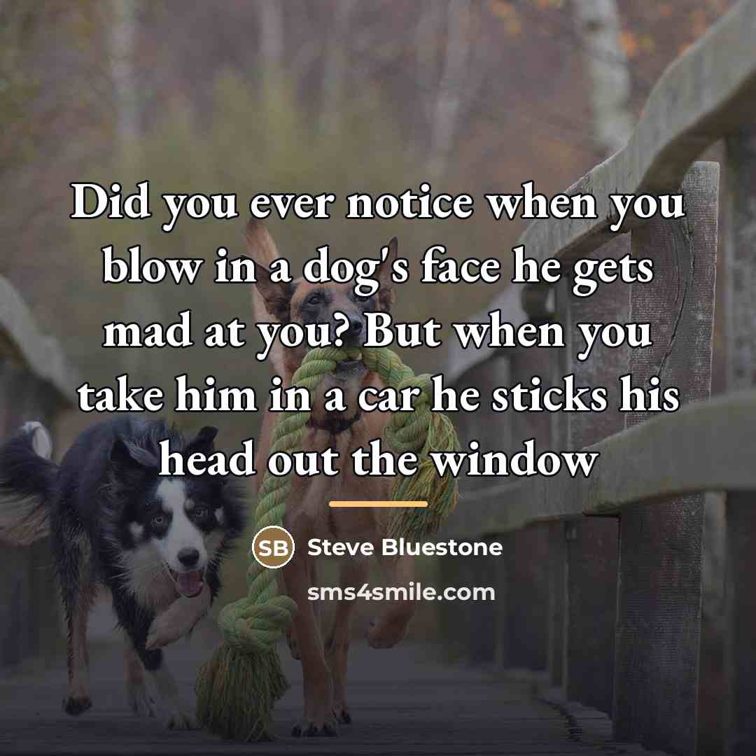 “Did you ever notice when you blow in a dog's…” quote by Steve Bluestone