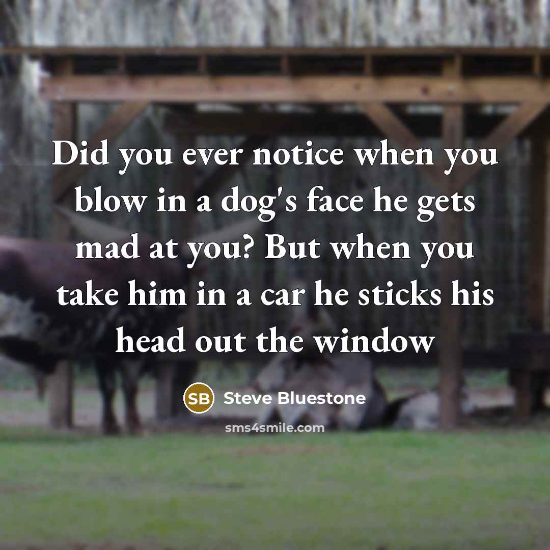 “Did you ever notice when you blow in a dog's face he gets mad at you? But when you take him in a car he sticks his head out the window” quote by Steve Bluestone