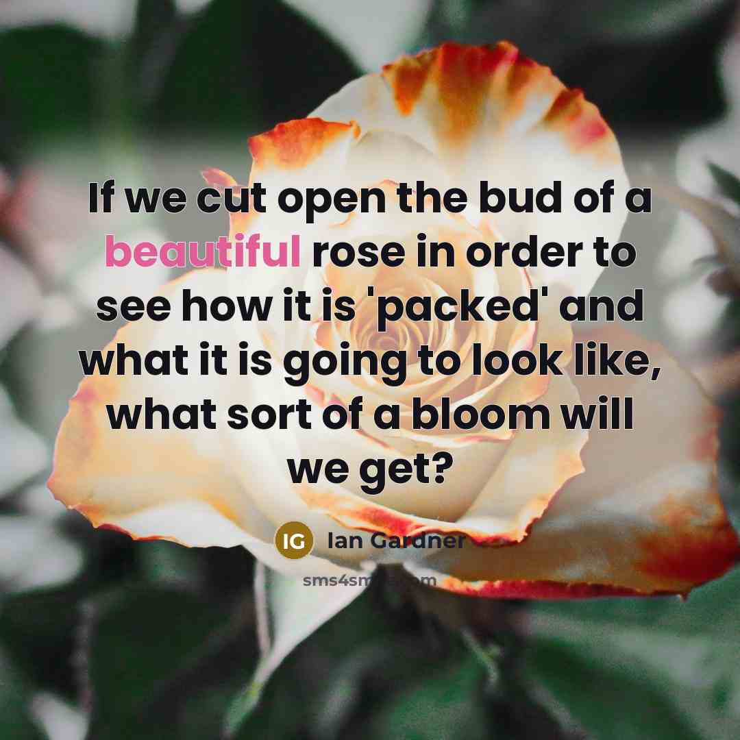 “If we cut open the bud of a beautiful rose…” quote by Ian Gardner
