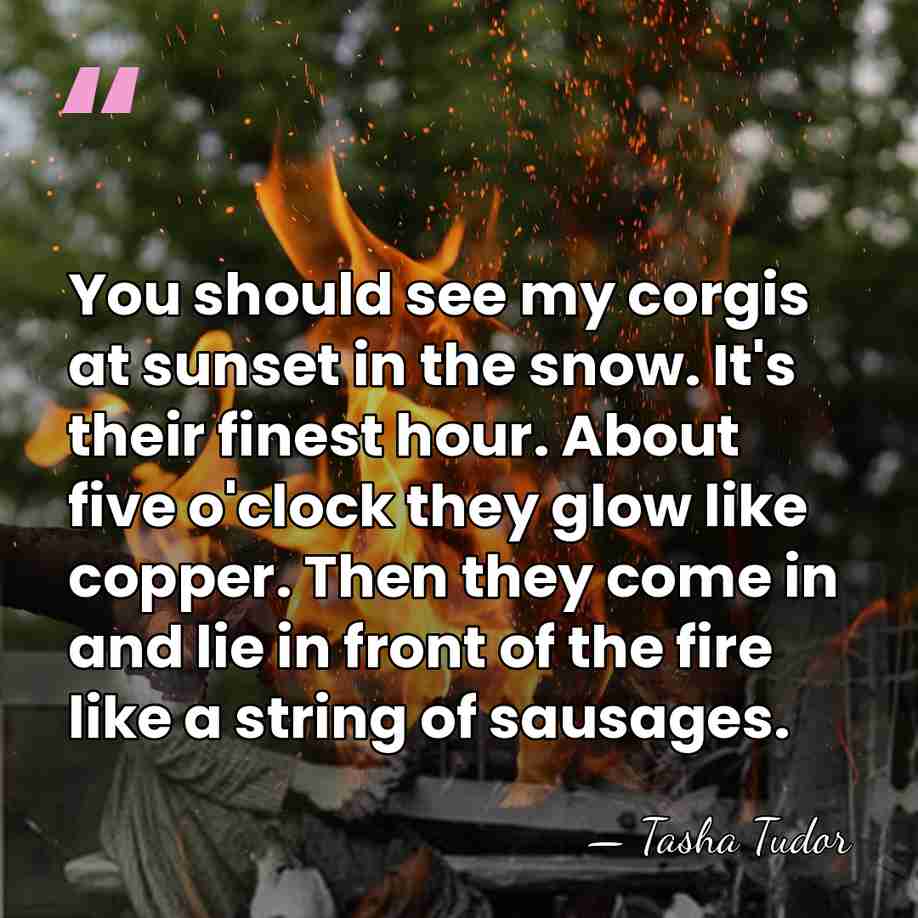 You should see my corgis at sunset in the snow. It's their&hellip; - Tasha Tudor