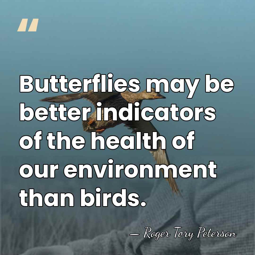 Butterflies may be better indicators of the health of our environment than&hellip; - Roger Tory Peterson
