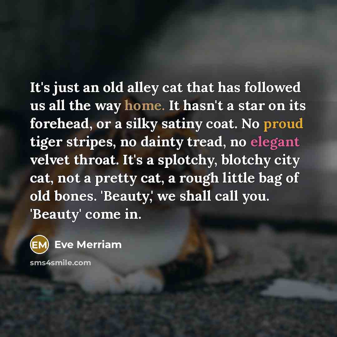 “It's just an old alley cat that has followed us…” quote by Eve Merriam