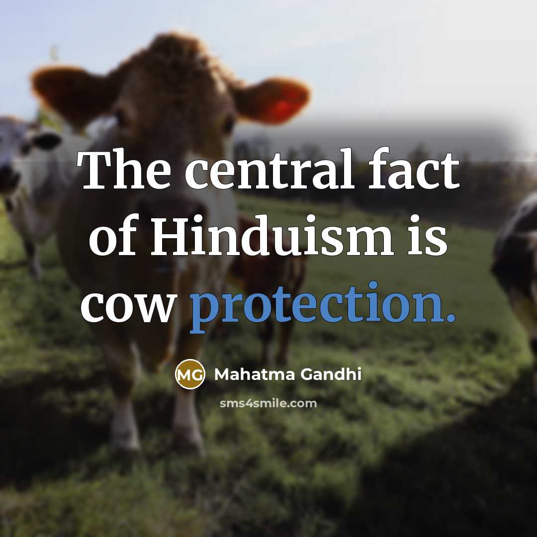 “The central fact of Hinduism is cow protection.…” quote by Mahatma Gandhi
