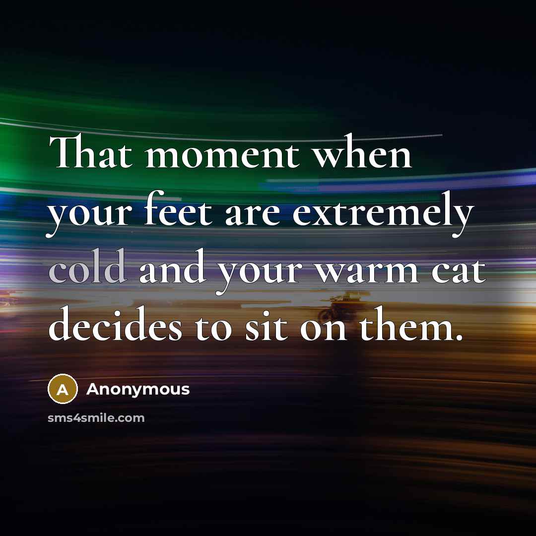 “That moment when your feet are extremely cold and your warm cat decides to sit on them.” quote by Anonymous