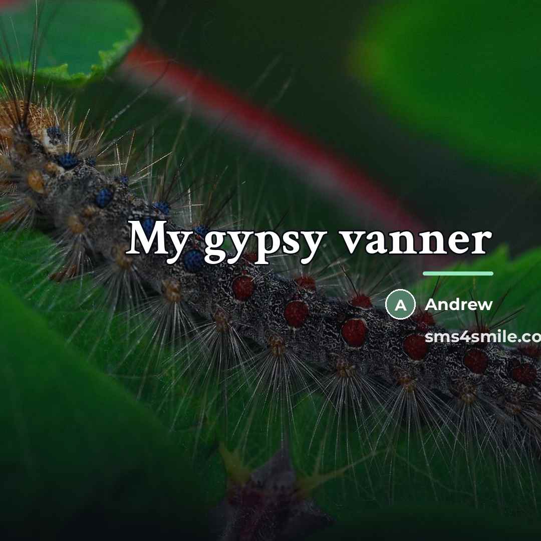 “My gypsy vanner…” quote by Andrew