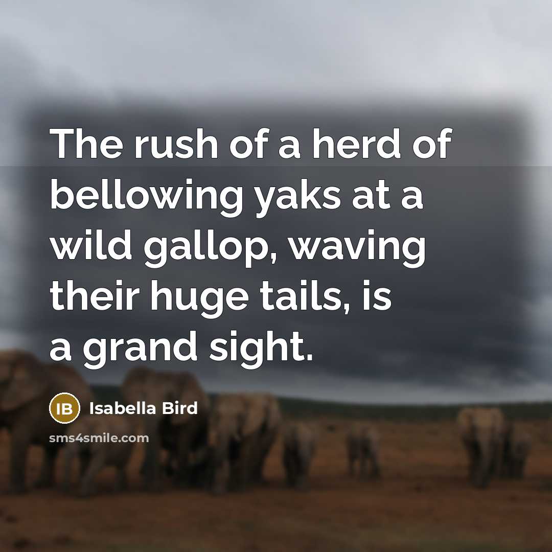 “The rush of a herd of bellowing yaks at a wild gallop, waving their huge tails, is a grand sight.” quote by Isabella Bird