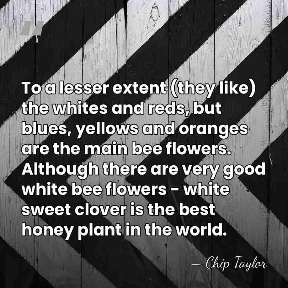 To a lesser extent (they like) the whites and reds, but blues,&hellip; - Chip Taylor