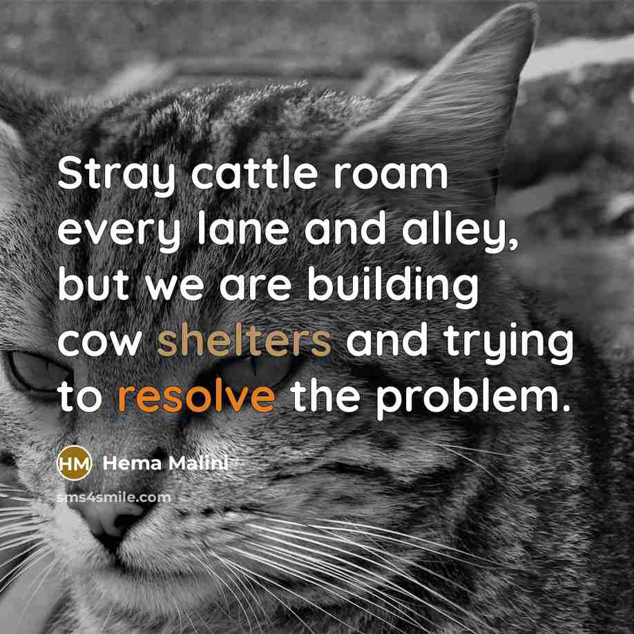 “Stray cattle roam every lane and alley, but we are…” quote by Hema Malini