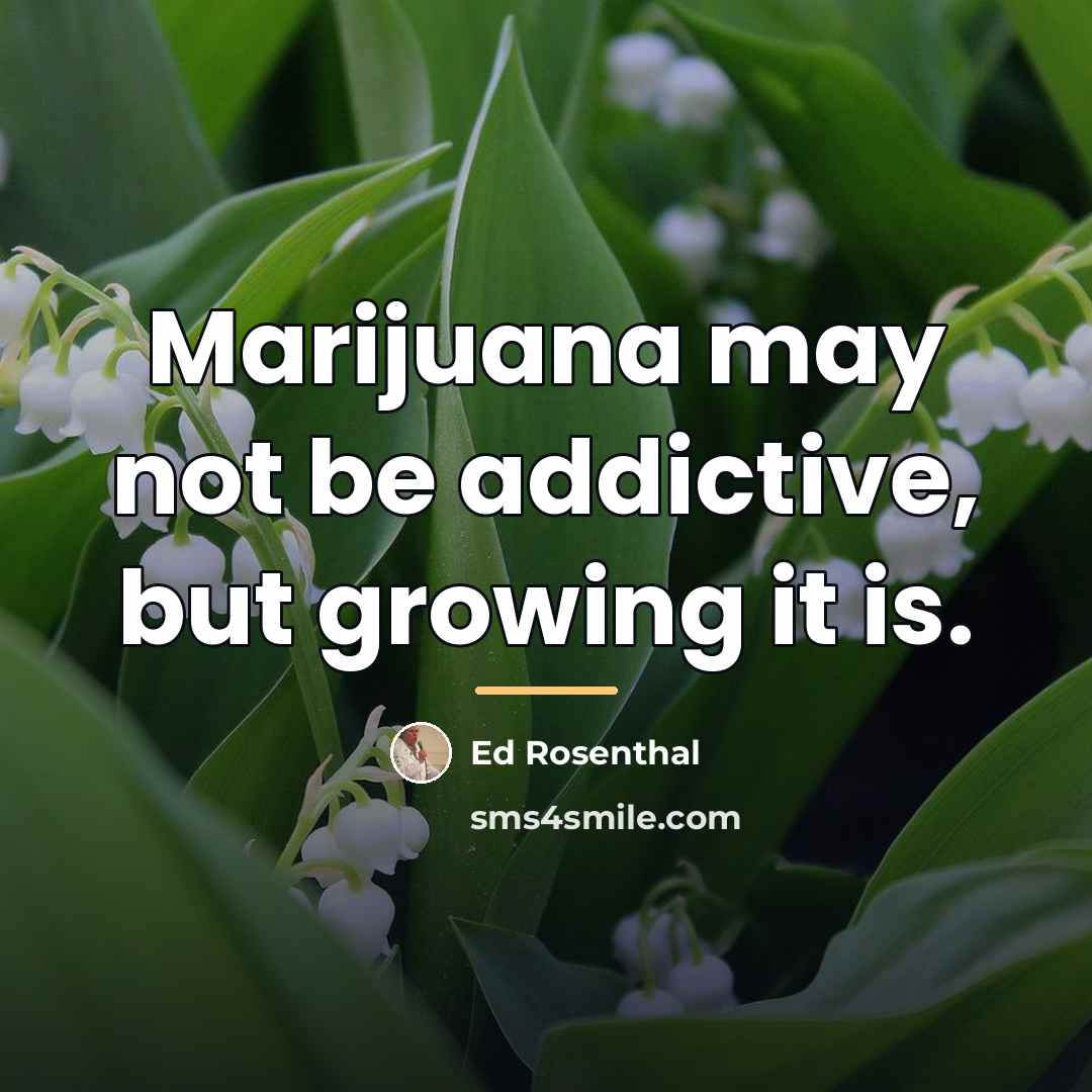 “Marijuana may not be addictive, but growing it is.…” quote by Ed Rosenthal