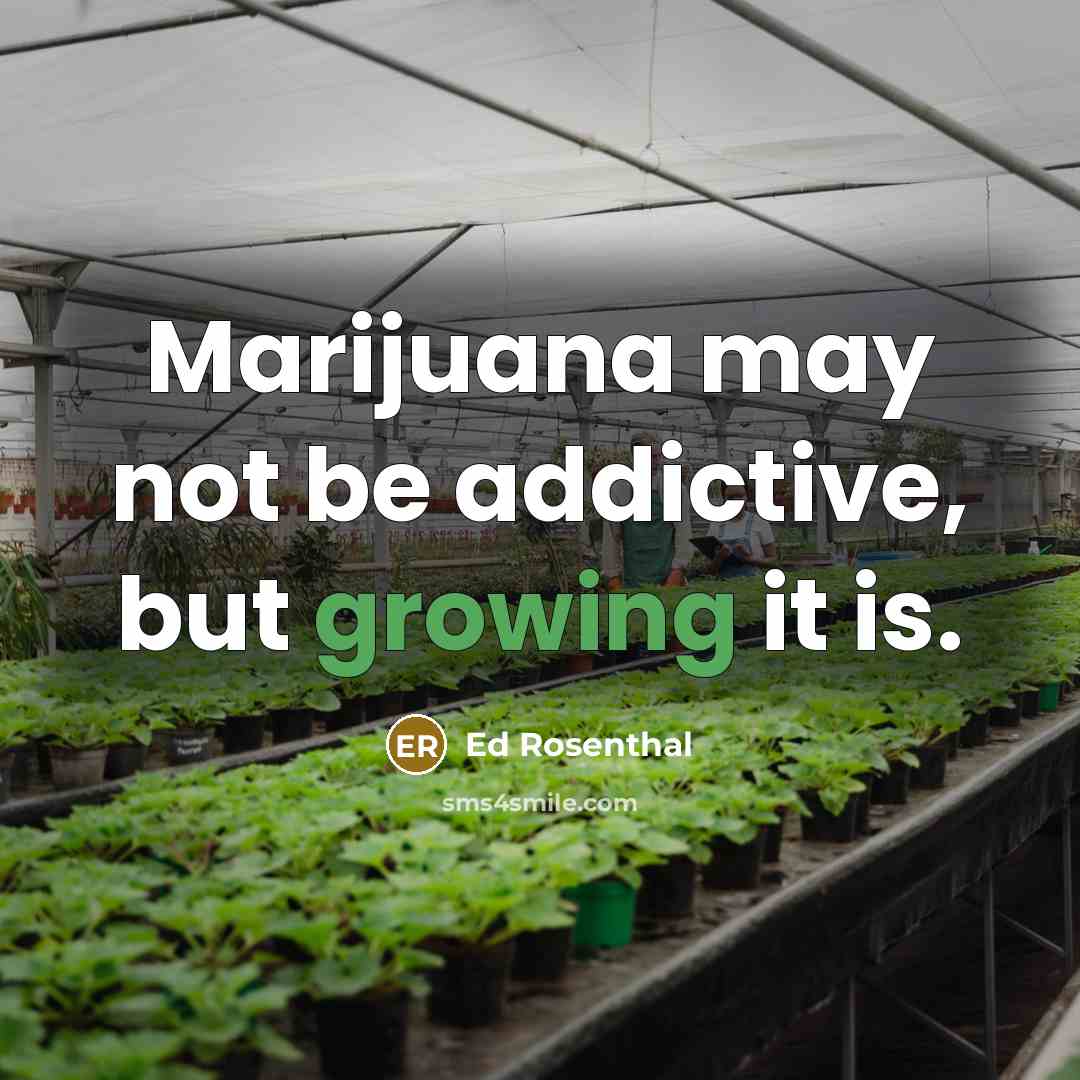 “Marijuana may not be addictive, but growing it is.” quote by Ed Rosenthal