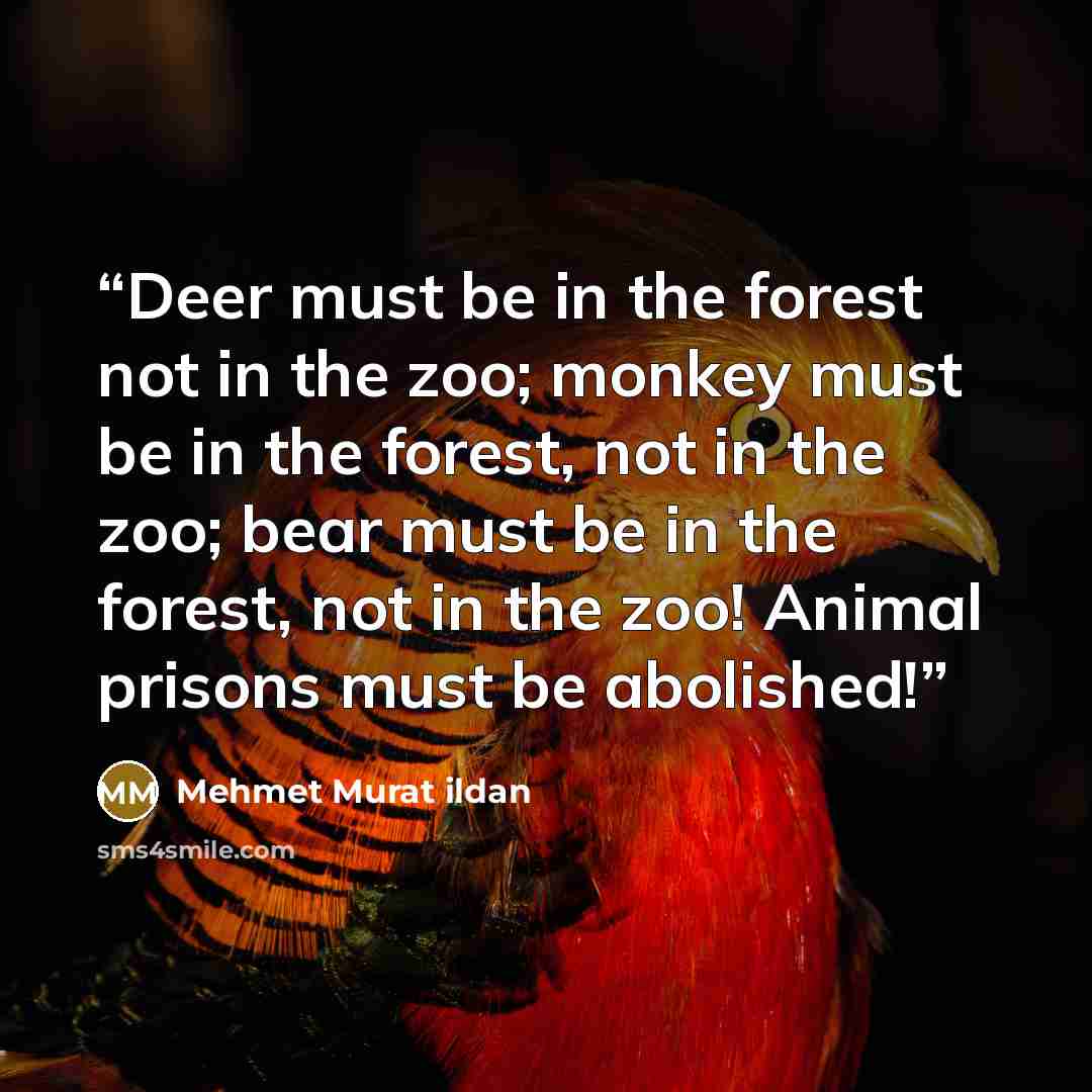 “Deer must be in the forest not in the zoo; monkey must be in the forest, not in the zoo; bear must be in the forest, not in the zoo! Animal prisons must be abolished!” quote by Mehmet Murat ildan
