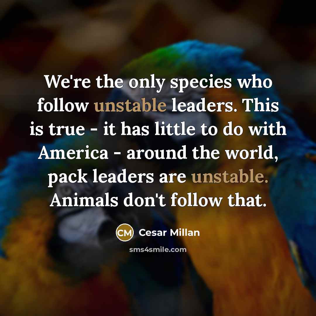 “We're the only species who follow unstable leaders. This is…” quote by Cesar Millan