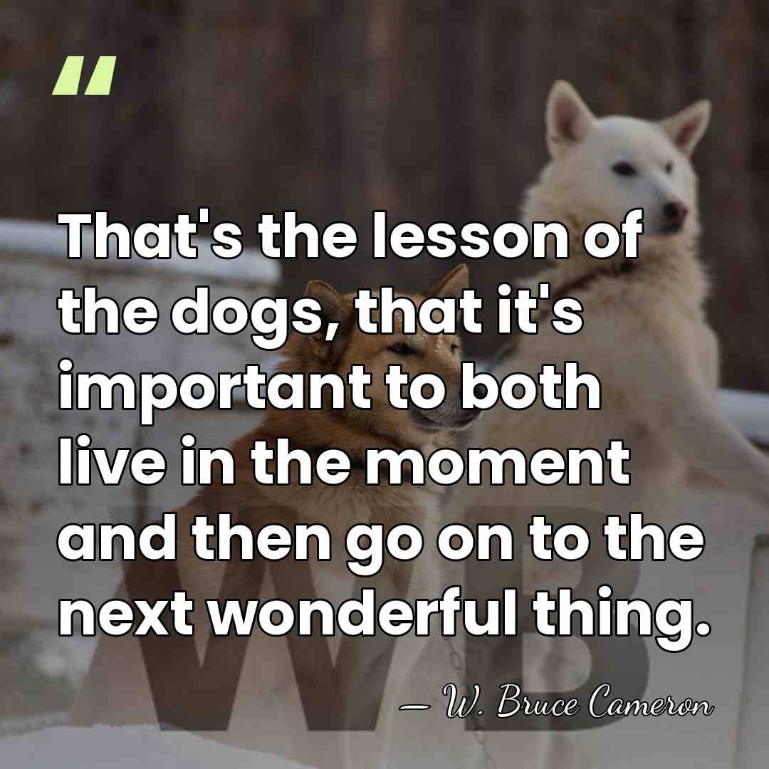 That's the lesson of the dogs, that it's important to both live&hellip; - W. Bruce Cameron