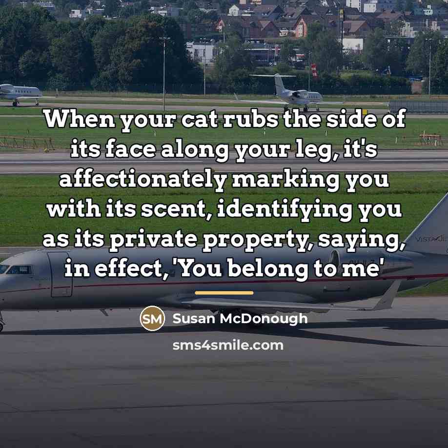“When your cat rubs the side of its face along…” quote by Susan McDonough