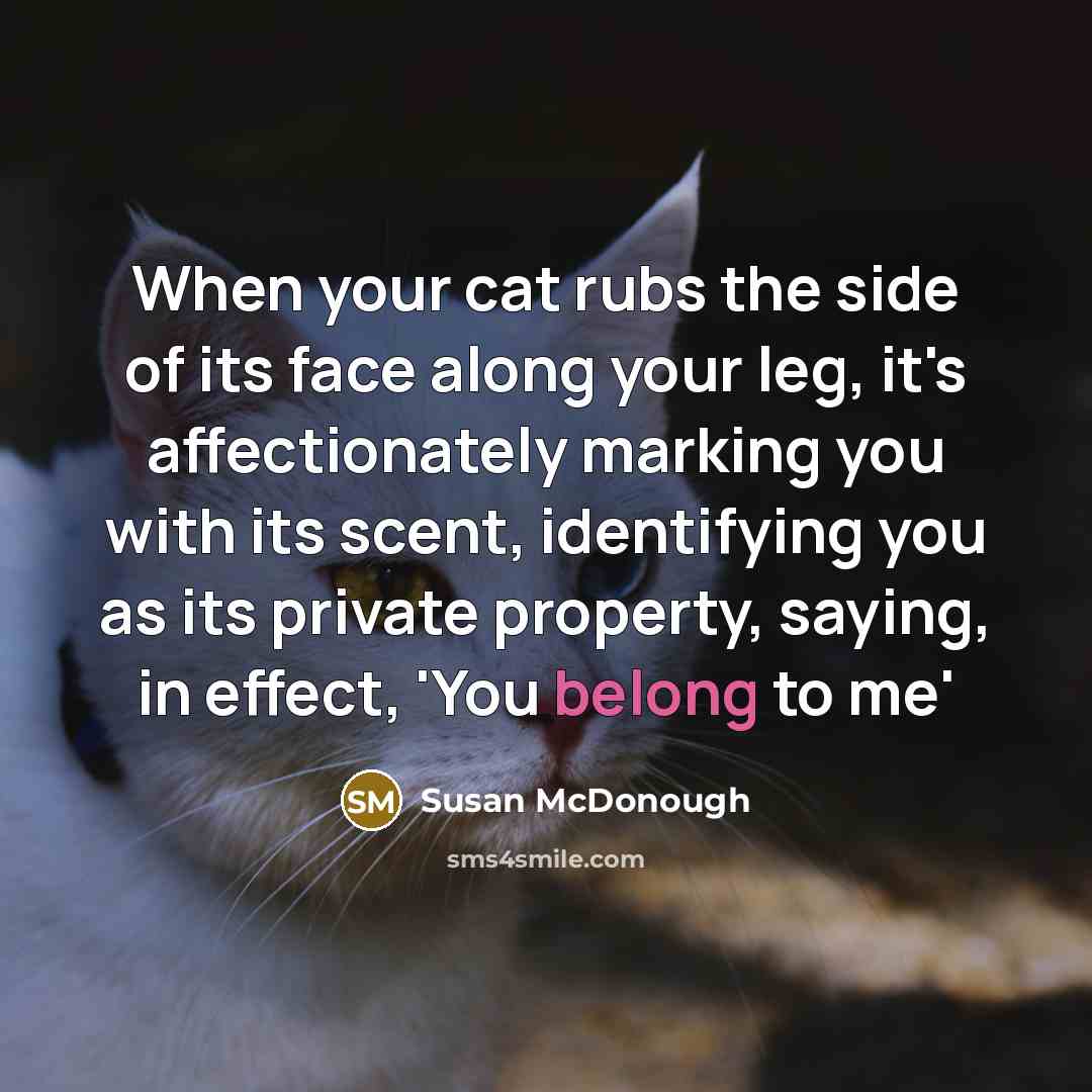 “When your cat rubs the side of its face along your leg, it's affectionately marking you with its scent, identifying you as its private property, saying, in effect, 'You belong to me'” quote by Susan McDonough