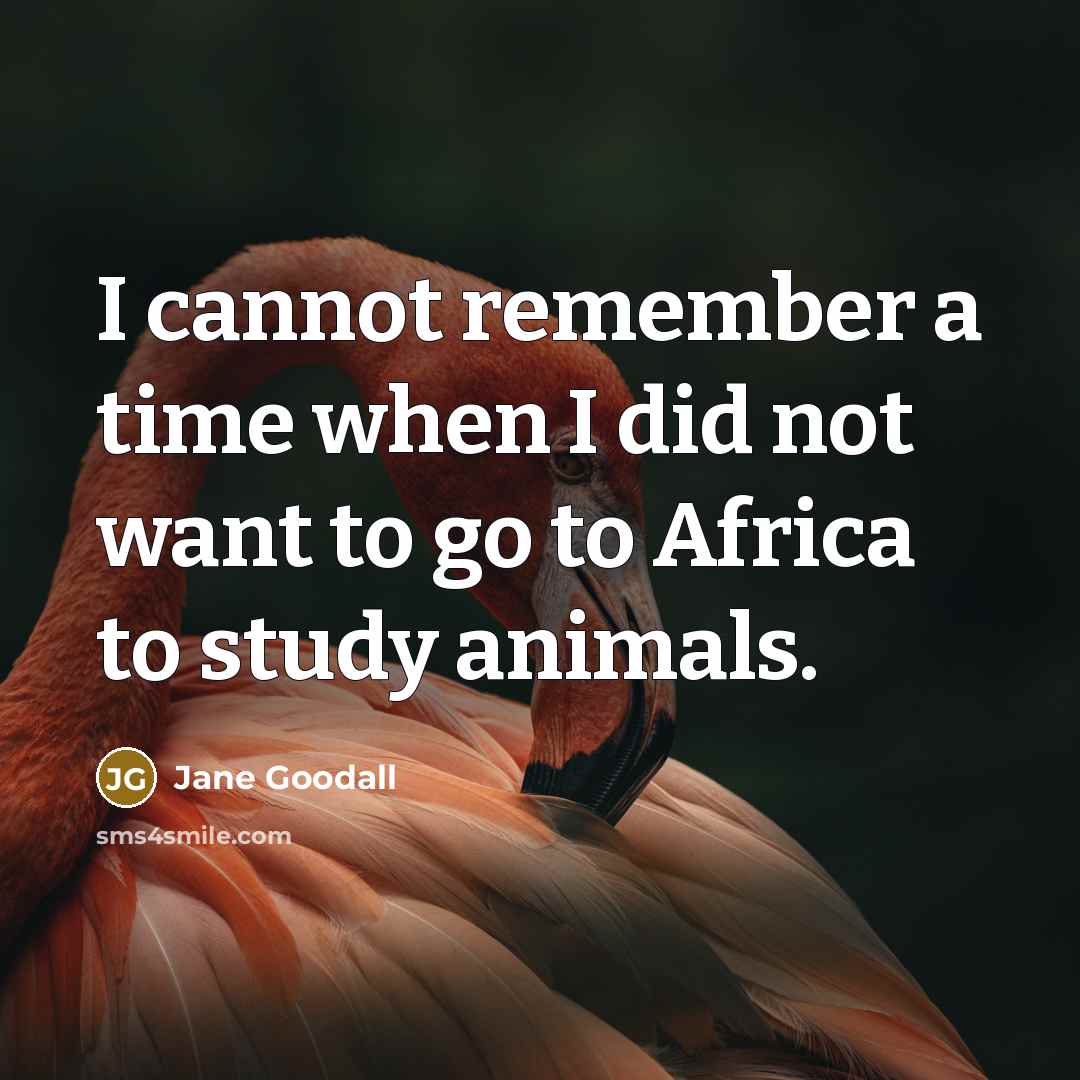 “I cannot remember a time when I did not want to go to Africa to study animals.” quote by Jane Goodall
