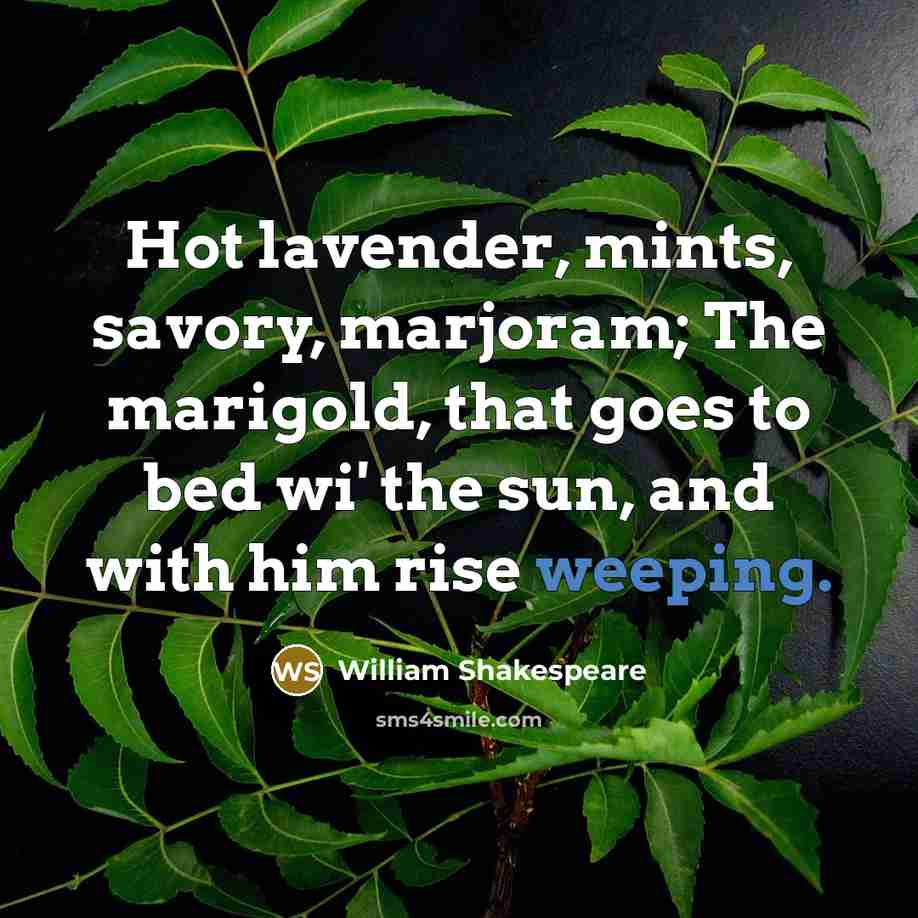 “Hot lavender, mints, savory, marjoram; The marigold, that goes to…” quote by William Shakespeare