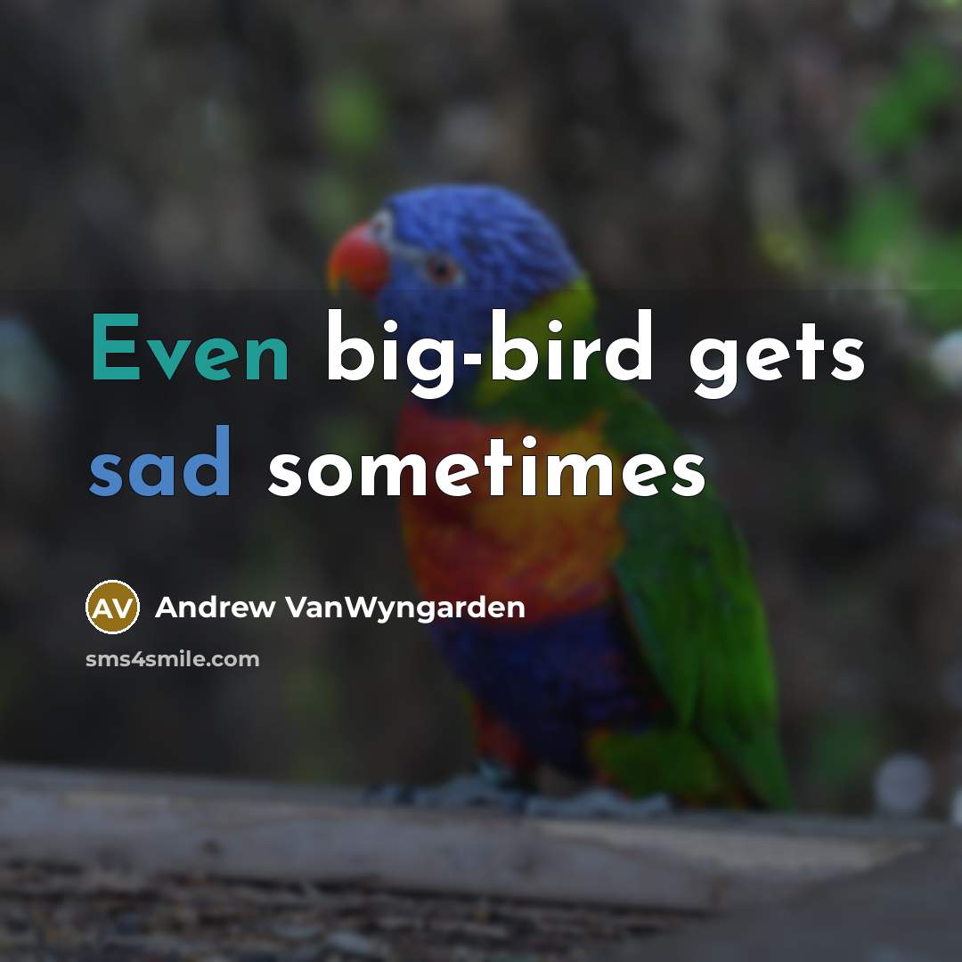 “Even big-bird gets sad sometimes…” quote by Andrew VanWyngarden
