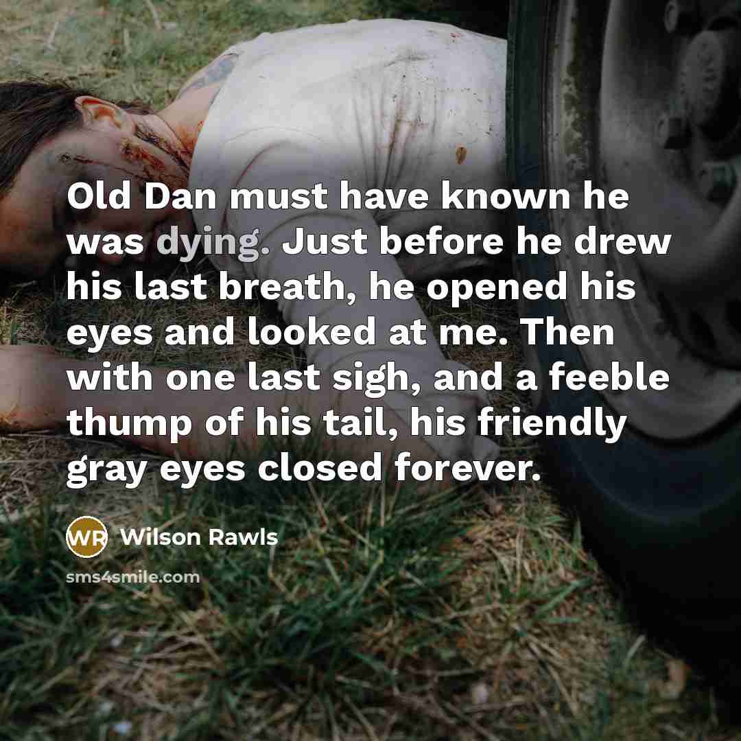 “Old Dan must have known he was dying. Just before…” quote by Wilson Rawls