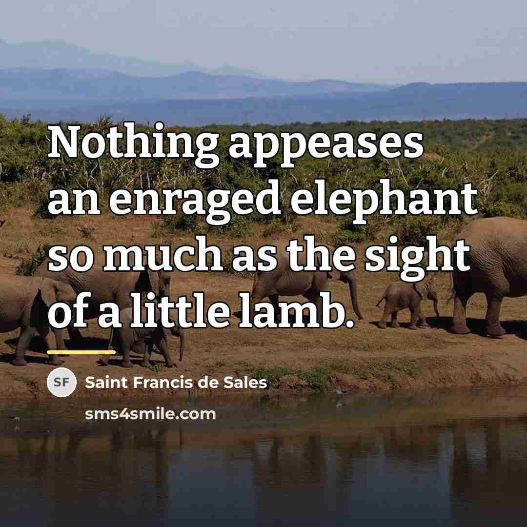 “Nothing appeases an enraged elephant so much as the sight…” quote by Saint Francis de Sales
