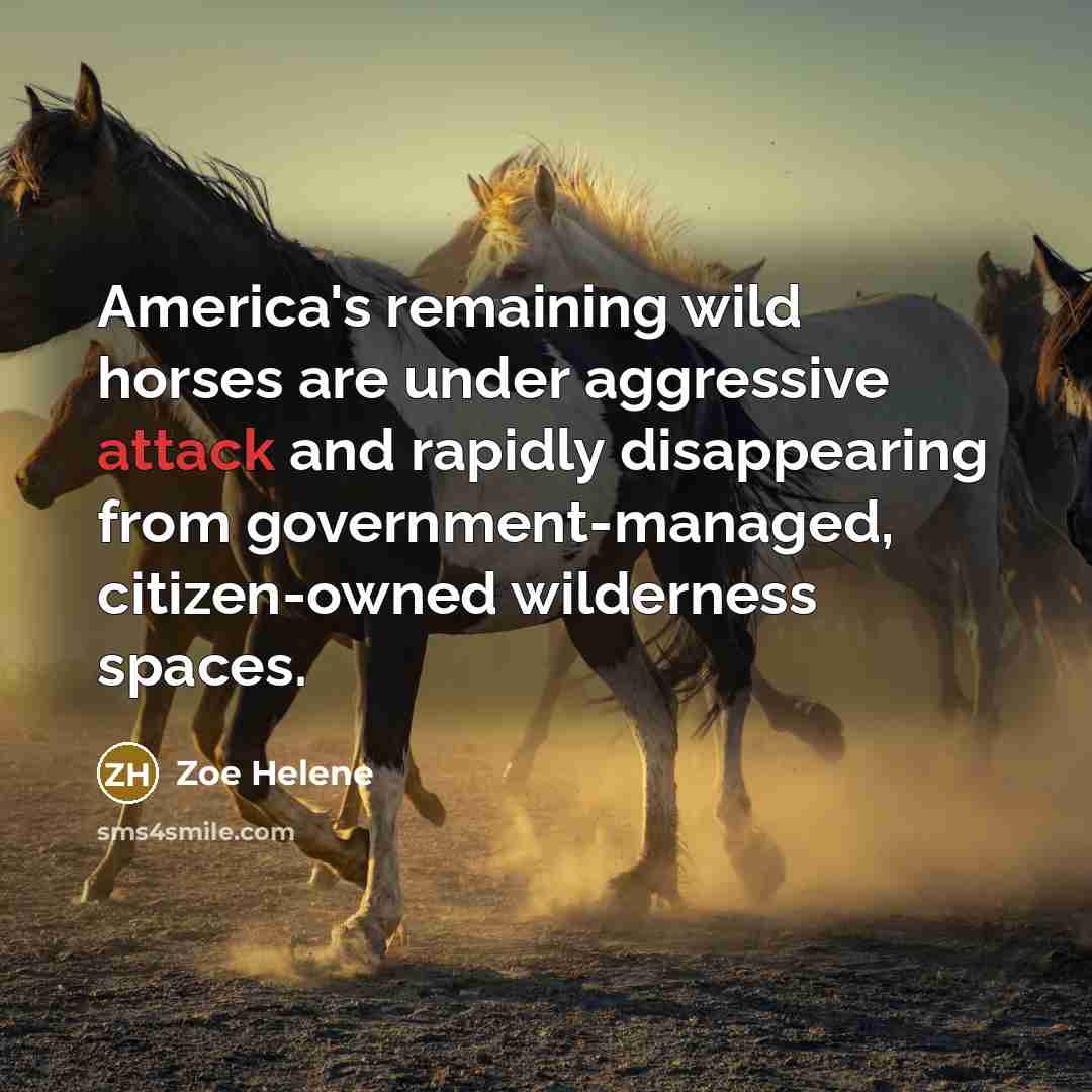 “America's remaining wild horses are under aggressive attack and rapidly…” quote by Zoe Helene