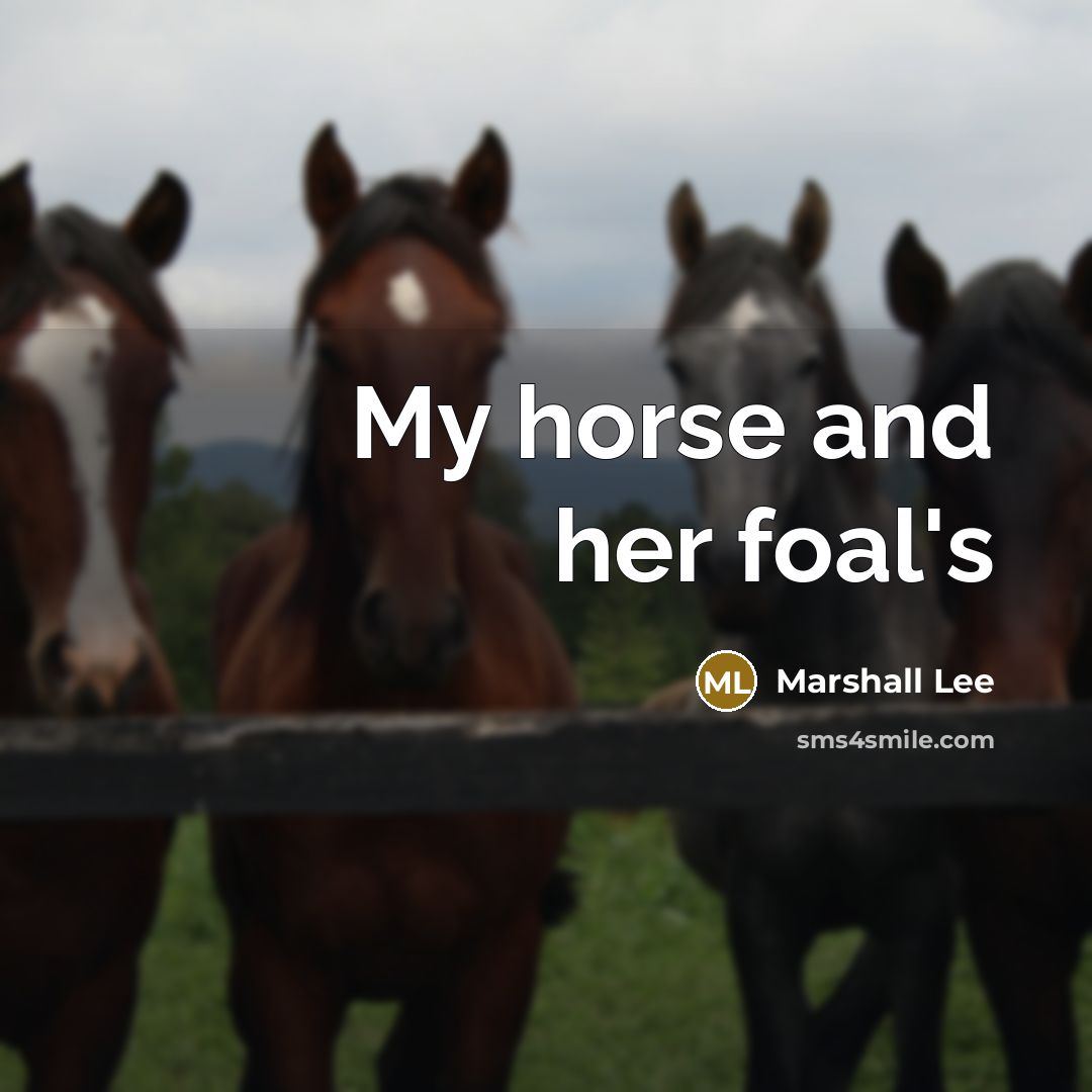 “My horse and her foal's…” quote by Marshall Lee