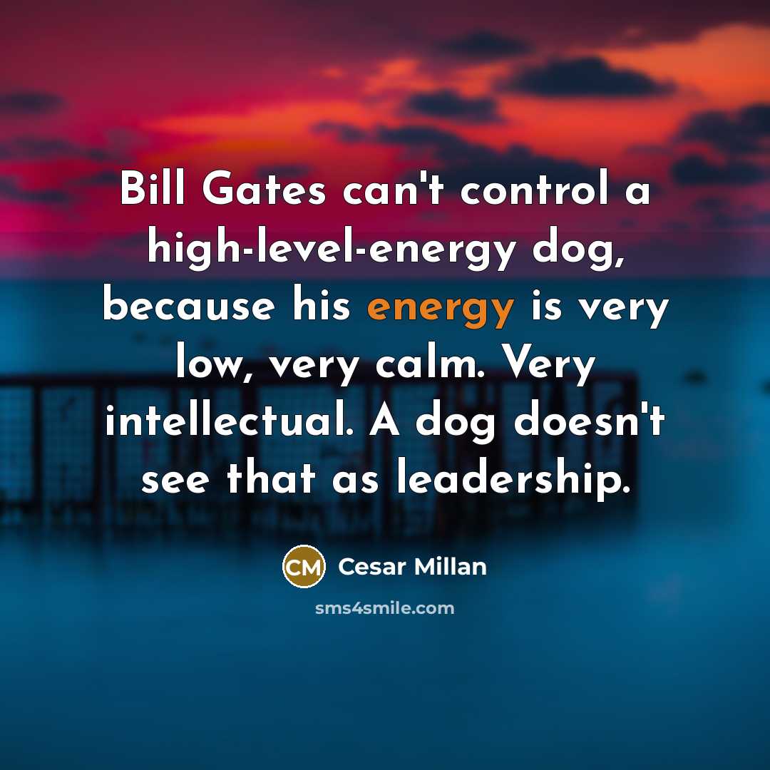 “Bill Gates can't control a high-level-energy dog, because his energy…” quote by Cesar Millan