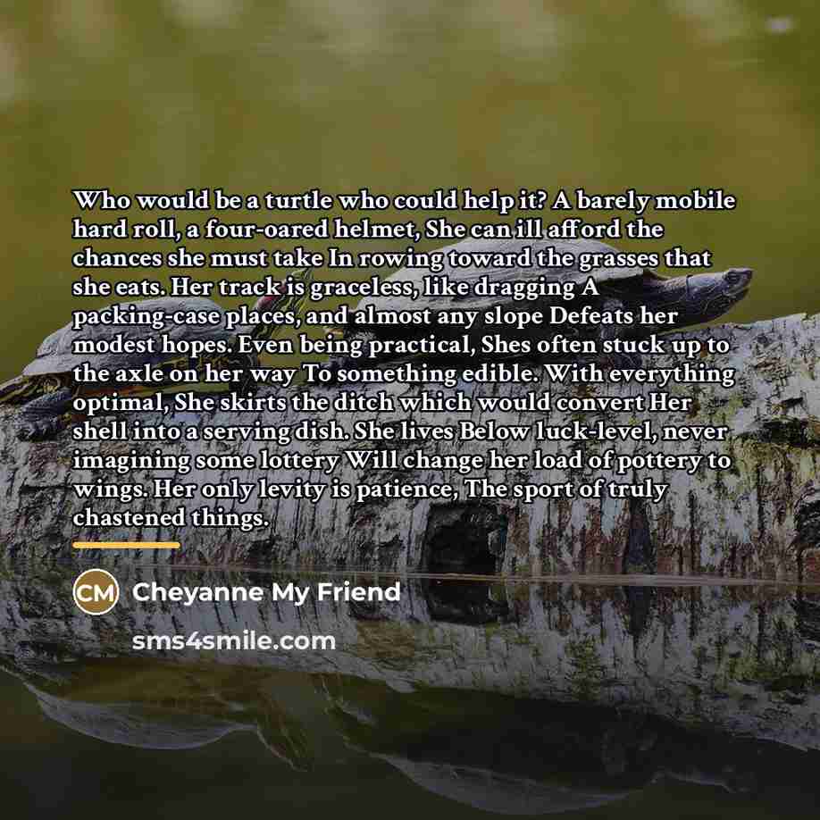 “Who would be a turtle who could help it? A…” quote by Cheyanne My Friend