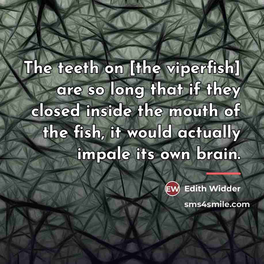 “The teeth on [the viperfish] are so long that if…” quote by Edith Widder