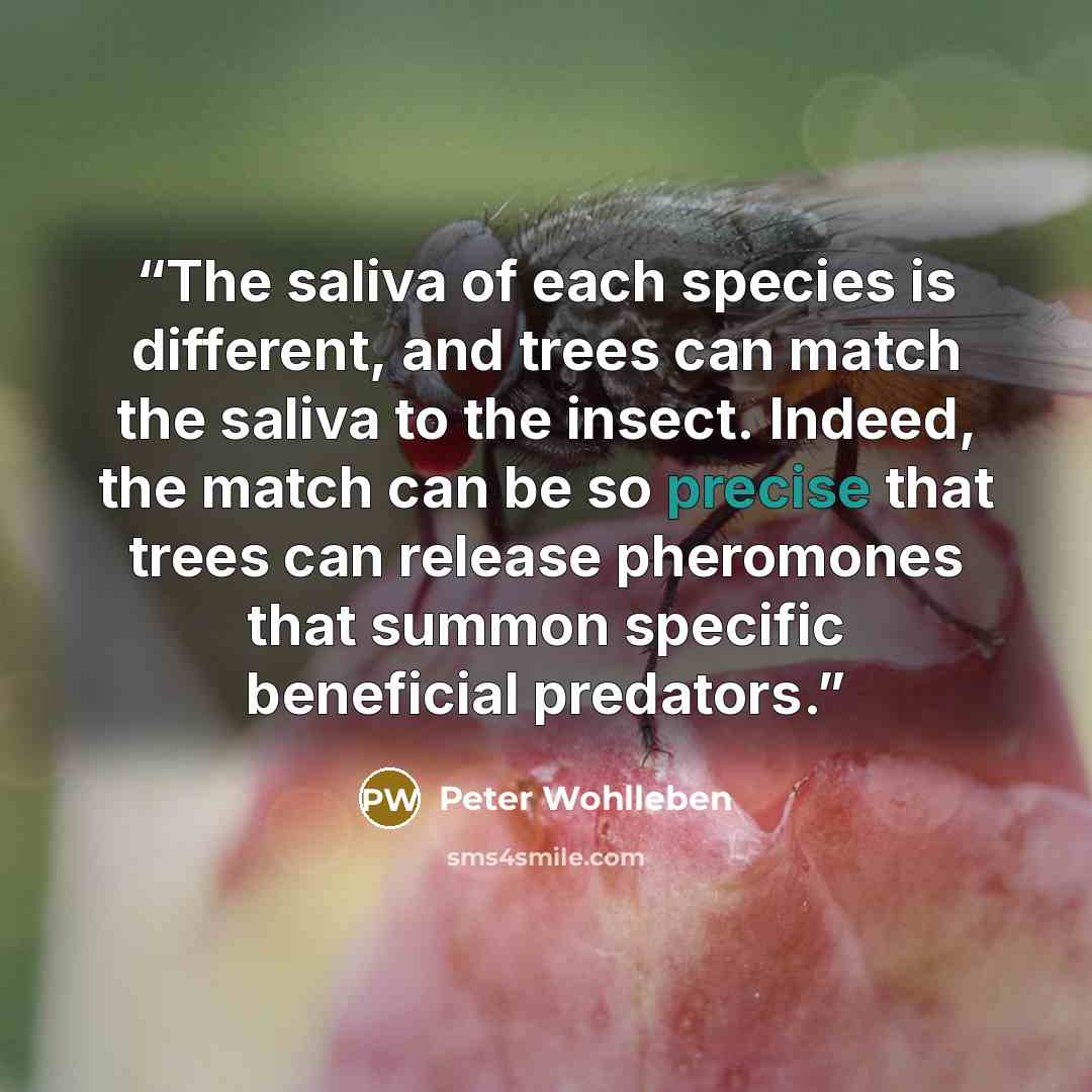 “The saliva of each species is different, and trees can match the saliva to the insect. Indeed, the match can be so precise that trees can release pheromones that summon specific beneficial predators.” quote by Peter Wohlleben