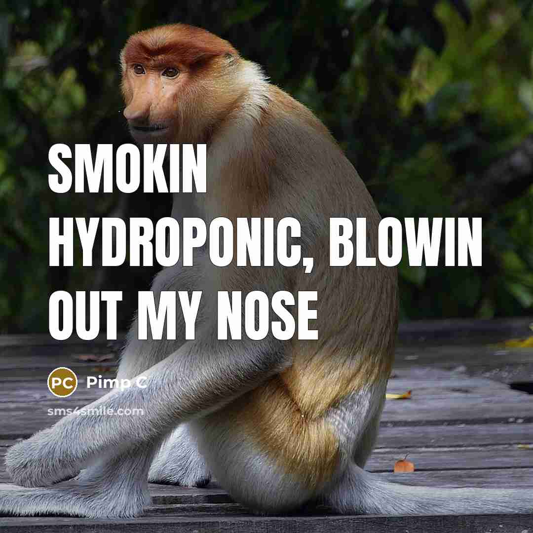 “Smokin hydroponic, blowin out my nose…” quote by Pimp C