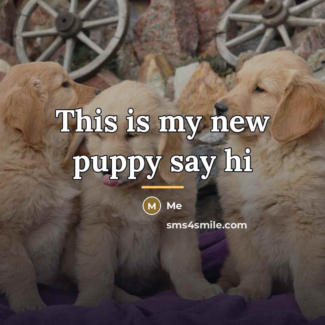“This is my new puppy say hi…” quote by Me