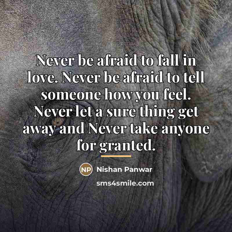 “Never be afraid to fall in love. Never be afraid…” quote by Nishan Panwar