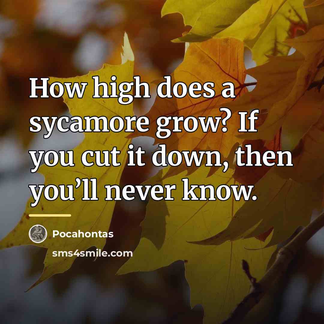 “How high does a sycamore grow? If you cut it…” quote by Pocahontas