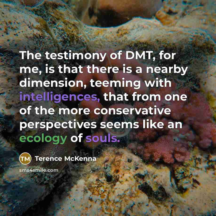 “The testimony of DMT, for me, is that there is…” quote by Terence McKenna