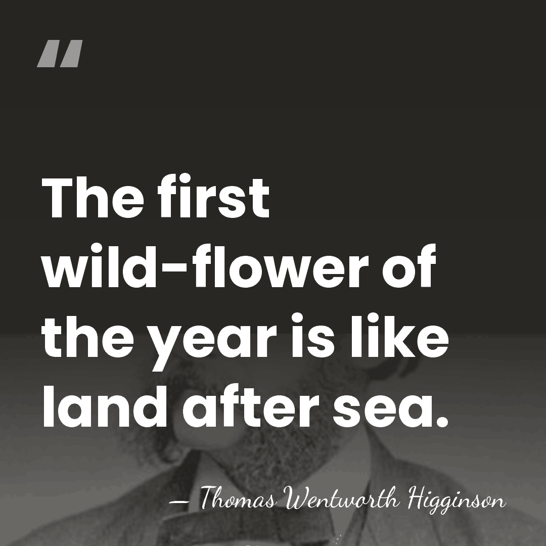 The first wild-flower of the year is like land after sea. - Thomas Wentworth Higginson