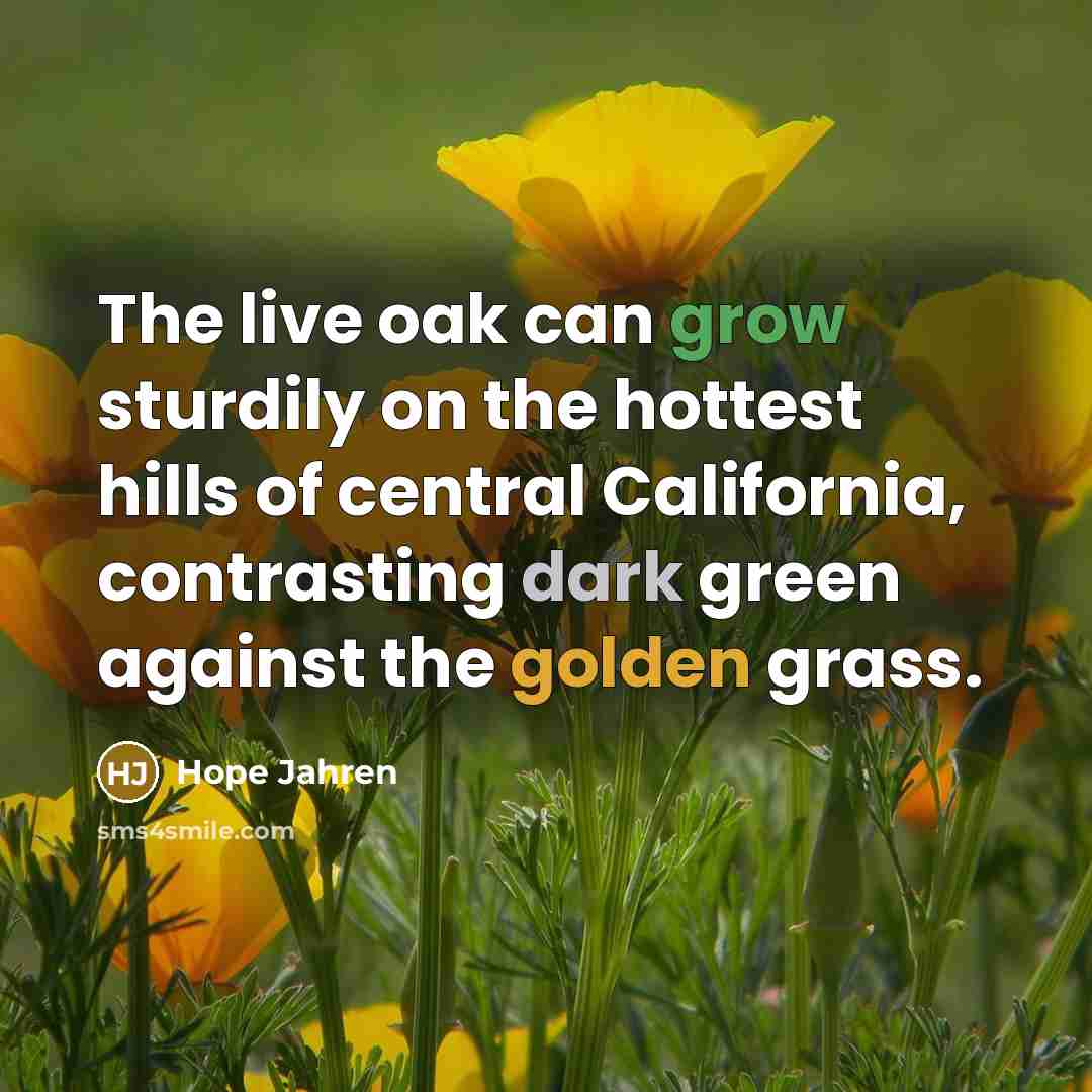 “The live oak can grow sturdily on the hottest hills…” quote by Hope Jahren