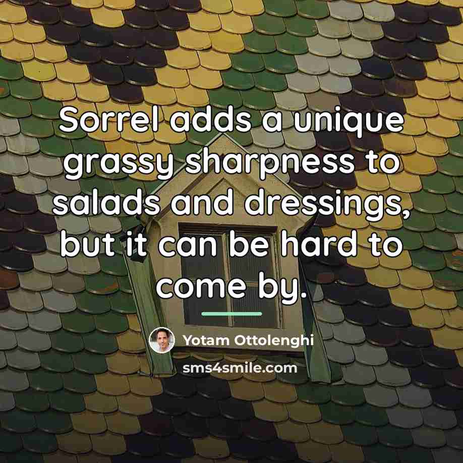 “Sorrel adds a unique grassy sharpness to salads and dressings,…” quote by Yotam Ottolenghi