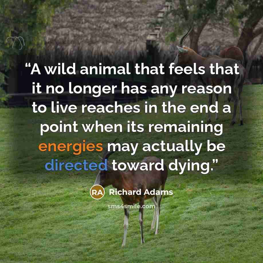 “A wild animal that feels that it no longer has any reason to live reaches in the end a point when its remaining energies may actually be directed toward dying.” quote by Richard Adams