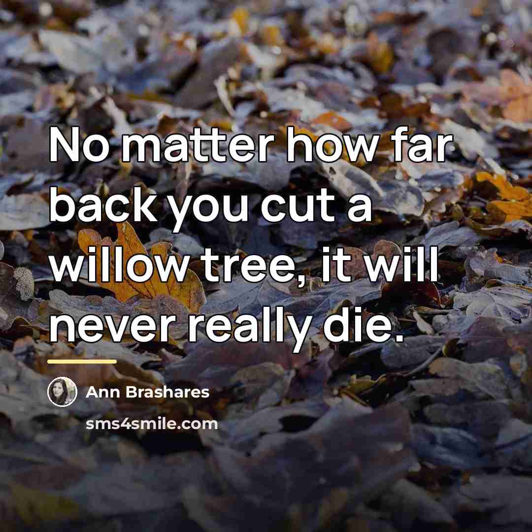 “No matter how far back you cut a willow tree,…” quote by Ann Brashares