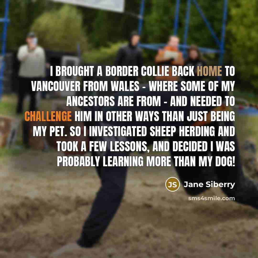 “I brought a Border Collie back home to Vancouver from…” quote by Jane Siberry